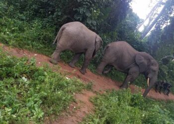 Sauvegarde des espèces animales et végétales : réaction d’un spécialiste