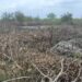 Environnement : l&rsquo;agression avérée de la mangrove à Sondo (Coyah)