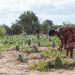 L&rsquo;Afrique perd sa diversité génétique végétale à un rythme qui menace la sécurité alimentaire (FAO)