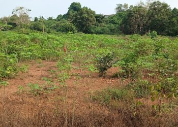Au bord du Kakimbo, des femmes maraîchères reprennent leurs terres aux déchets plastiques