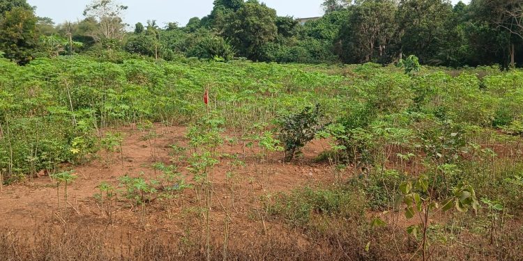 Au bord du Kakimbo, des femmes maraîchères reprennent leurs terres aux déchets plastiques